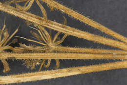 Image of Daucus carota subsp. gummifer (Syme) Hook. fil.