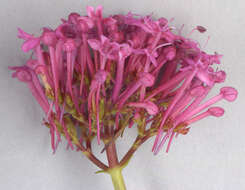 Image of Red Valerian