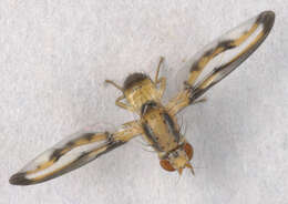Image of Toxonevra muliebris (Harris 1780)
