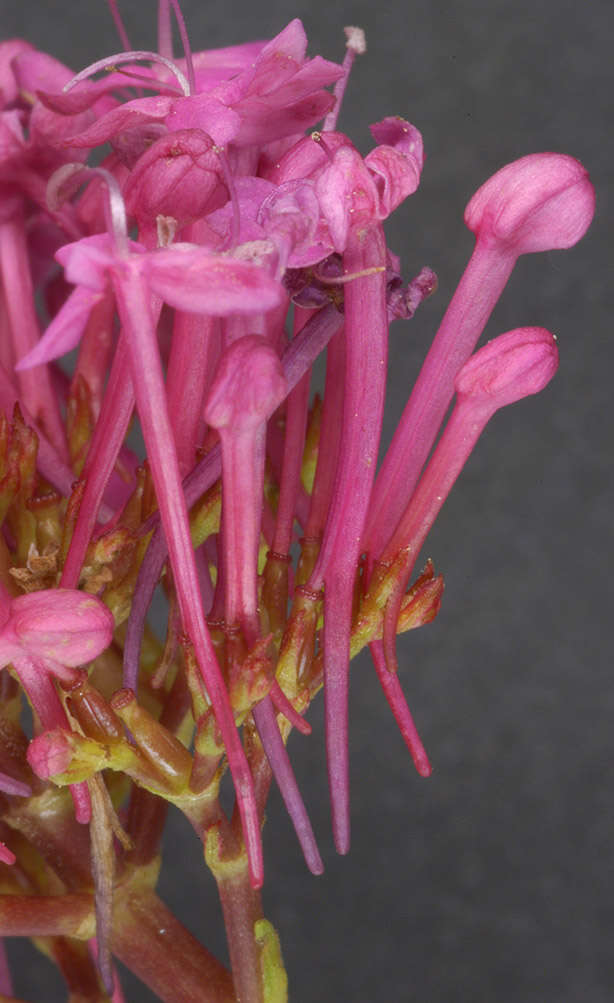 Image of Red Valerian