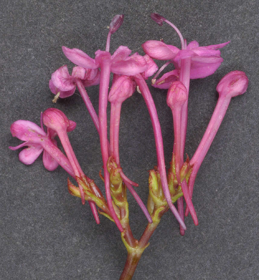 Image of Red Valerian