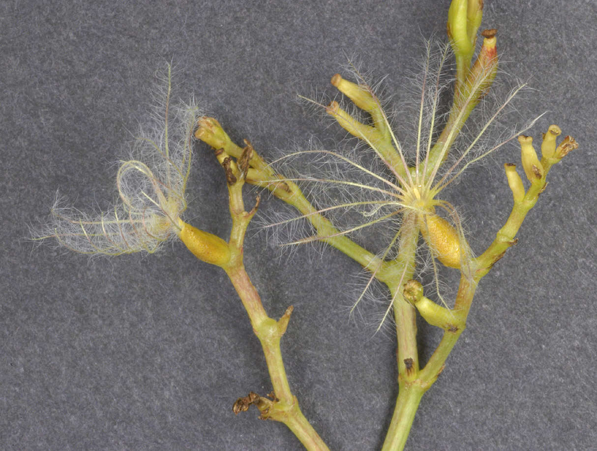 Image of Red Valerian