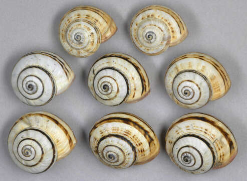 Image of Mediterranean Coastal Snail