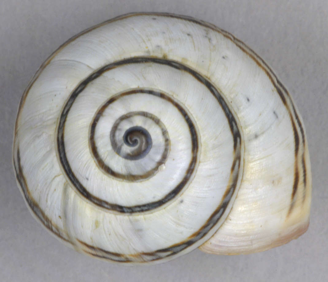 Image of Mediterranean Coastal Snail