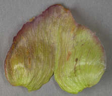 Image of Hairy Bindweed