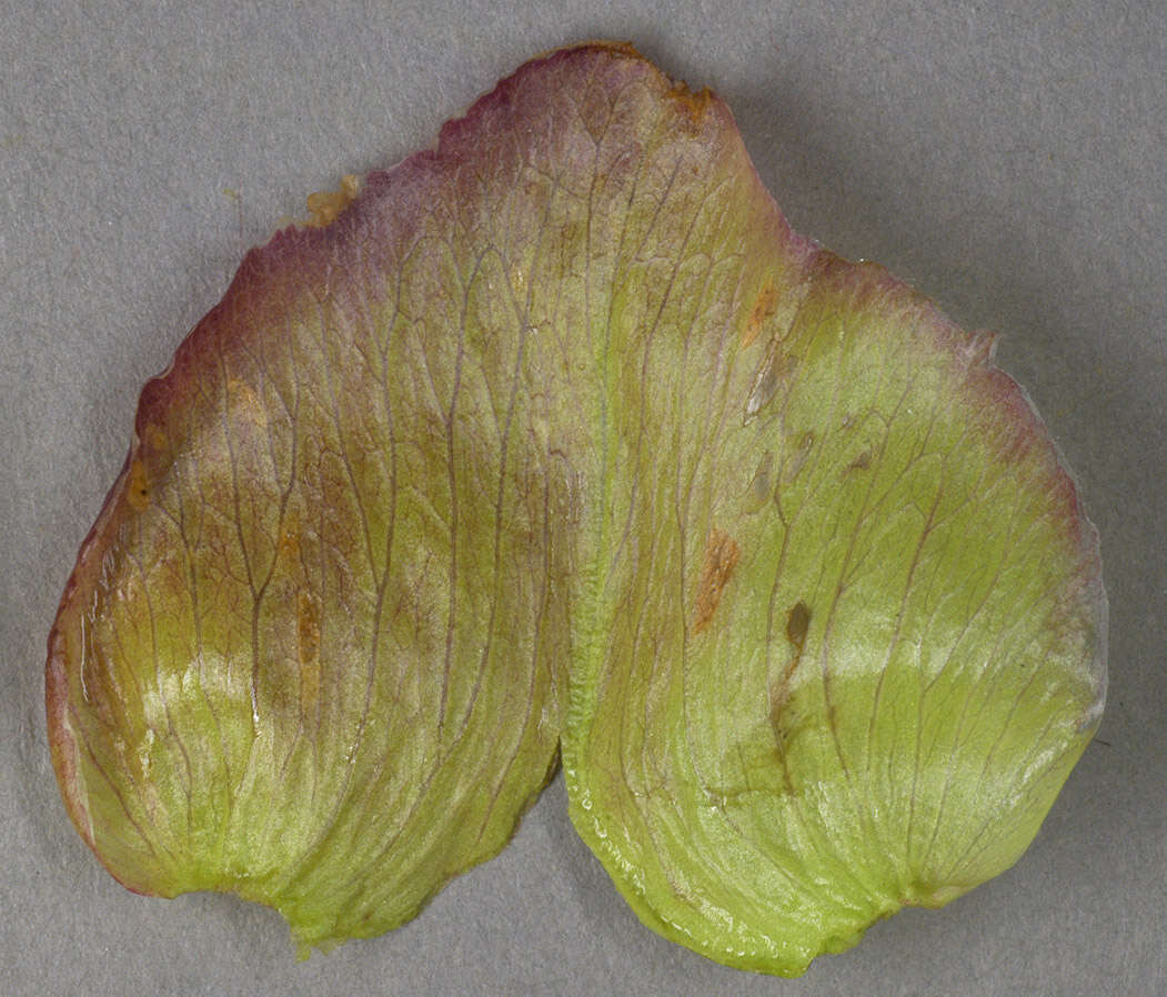 Image of Hairy Bindweed