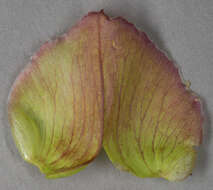 Image of Hairy Bindweed