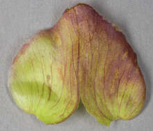 Image of Hairy Bindweed