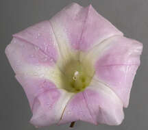 Image of Hairy Bindweed