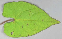 Image of Hairy Bindweed