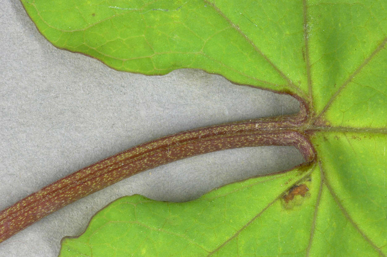 Image of Hairy Bindweed