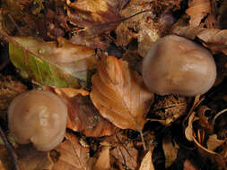 Mycena pelianthina (Fr.) Quél. 1872 resmi