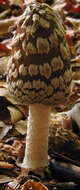 Imagem de Coprinopsis picacea (Bull.) Redhead, Vilgalys & Moncalvo 2001