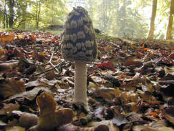 Imagem de Coprinopsis picacea (Bull.) Redhead, Vilgalys & Moncalvo 2001