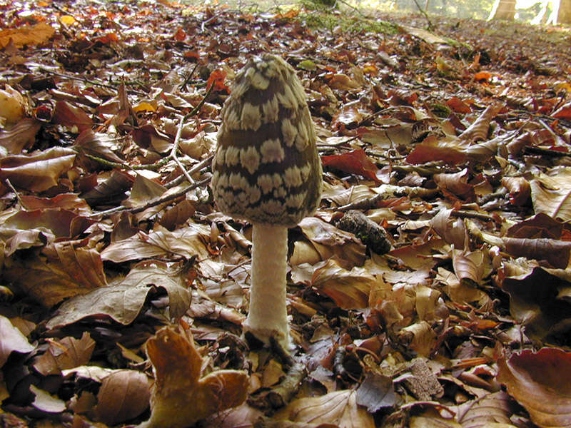 Imagem de Coprinopsis picacea (Bull.) Redhead, Vilgalys & Moncalvo 2001