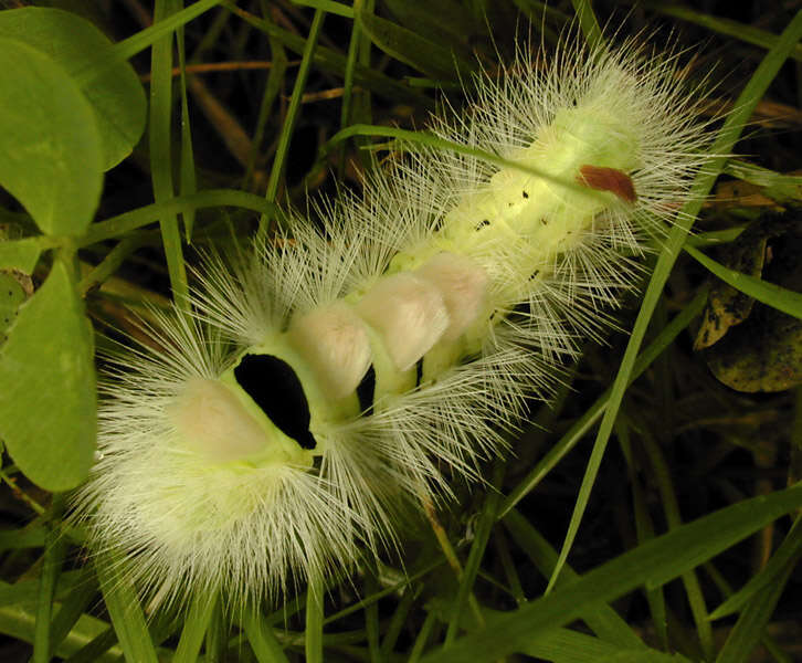 Imagem de Calliteara pudibunda Linnaeus 1758