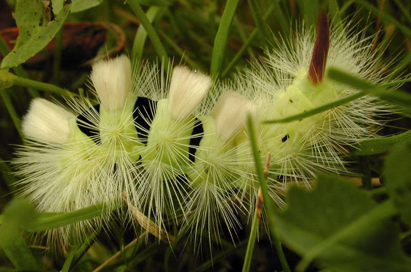 Imagem de Calliteara pudibunda Linnaeus 1758