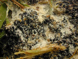 Image of <i>Mucilago <i>crustacea</i></i> var. crustacea