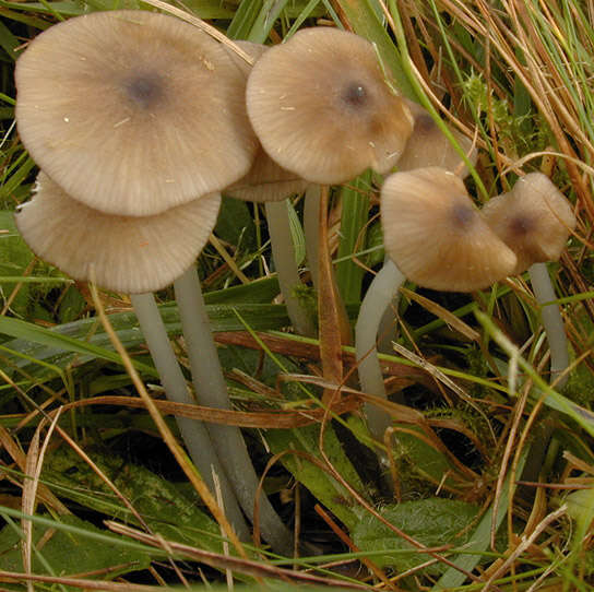 Слика од Entoloma exile (Fr.) Hesler 1967