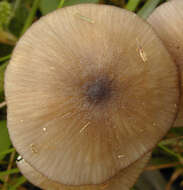 Слика од Entoloma exile (Fr.) Hesler 1967