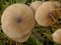 Слика од Entoloma exile (Fr.) Hesler 1967