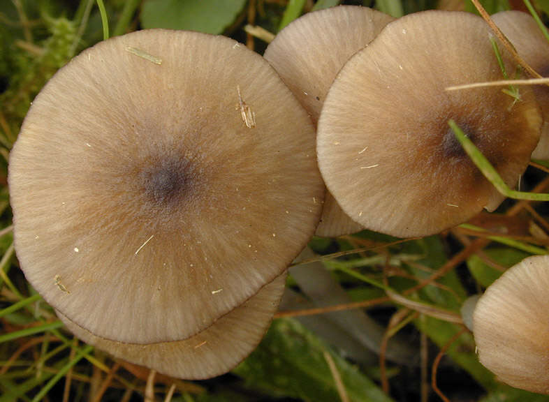 Слика од Entoloma exile (Fr.) Hesler 1967