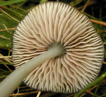 Слика од Entoloma exile (Fr.) Hesler 1967