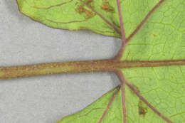 Image of Hairy Bindweed