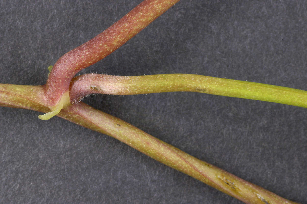 Image of Hairy Bindweed