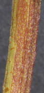 Image of Hairy Bindweed