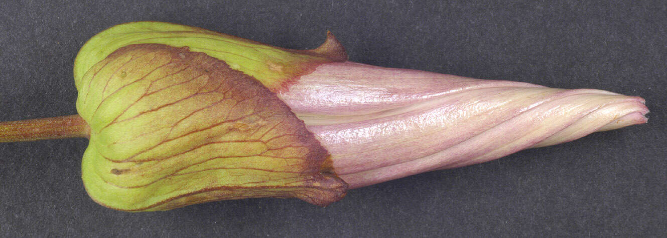 Image of Hairy Bindweed