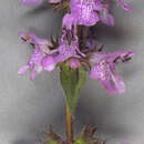 Image of Hedge-nettle