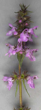 Image of Hedge-nettle