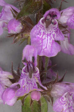 Слика од Stachys palustris L.