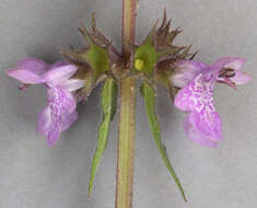 Слика од Stachys palustris L.