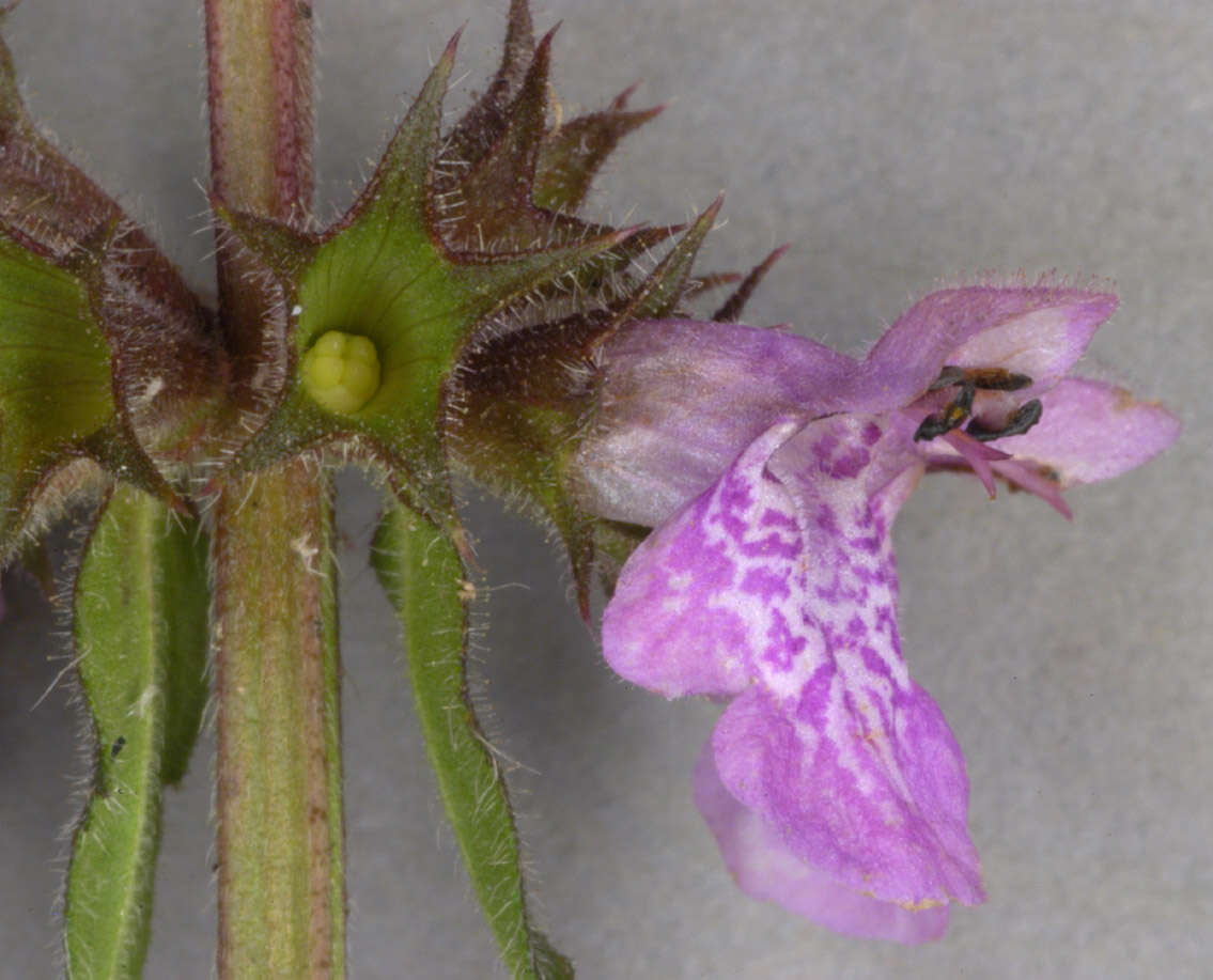 Слика од Stachys palustris L.