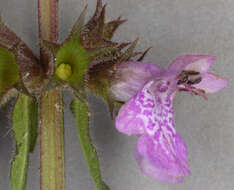 Слика од Stachys palustris L.