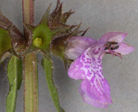 Image of Hedge-nettle