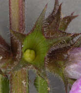 Image of Hedge-nettle