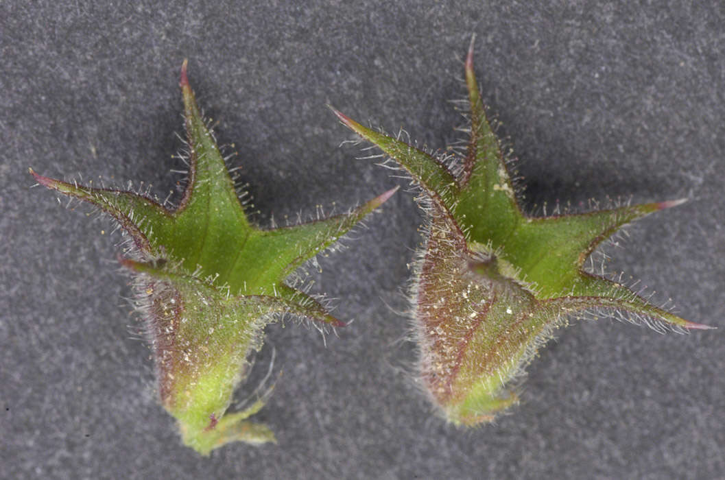 Image of Hedge-nettle