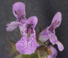 Слика од Stachys palustris L.