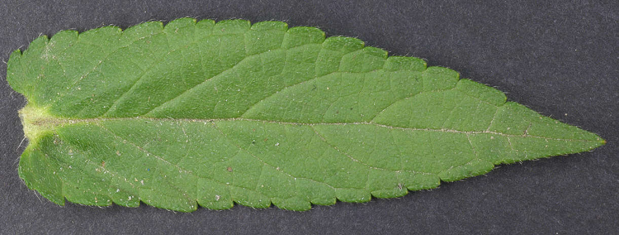 Image of Hedge-nettle