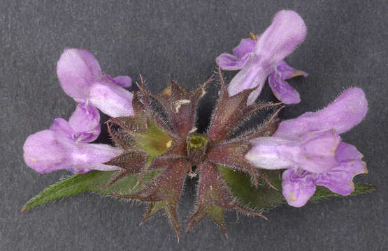 Слика од Stachys palustris L.