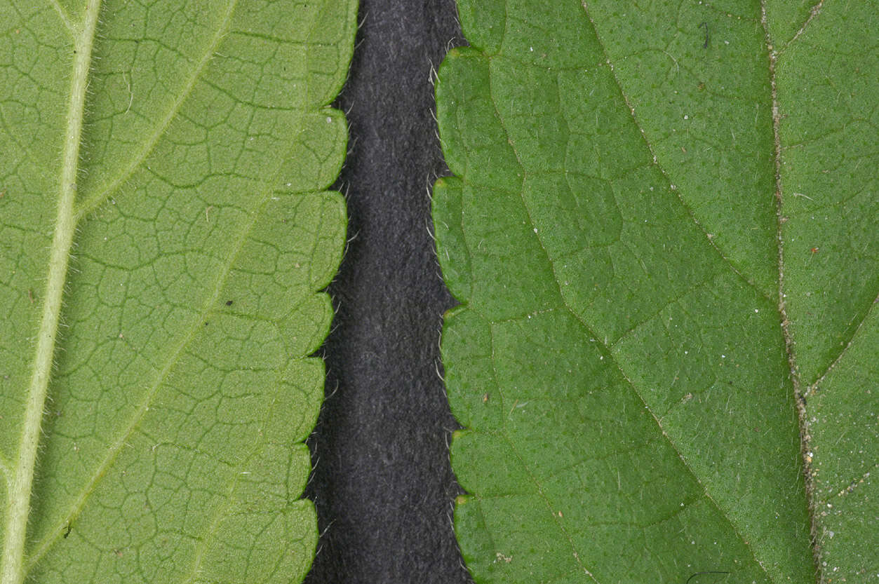 Слика од Stachys palustris L.