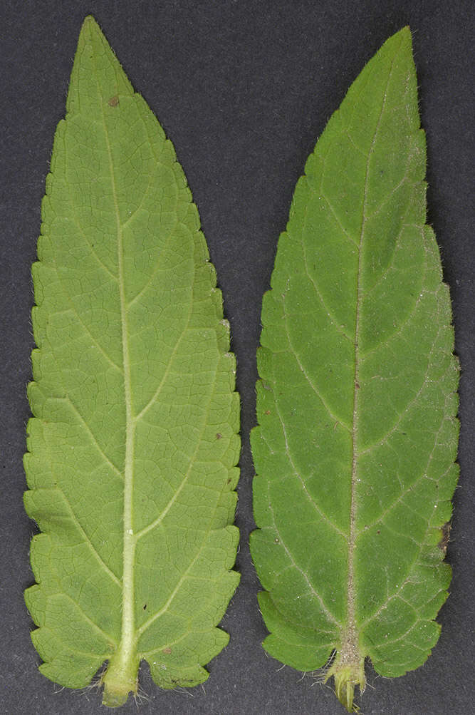 Image of Hedge-nettle