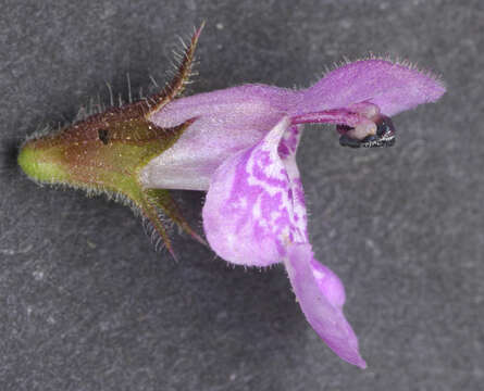 Image of Hedge-nettle