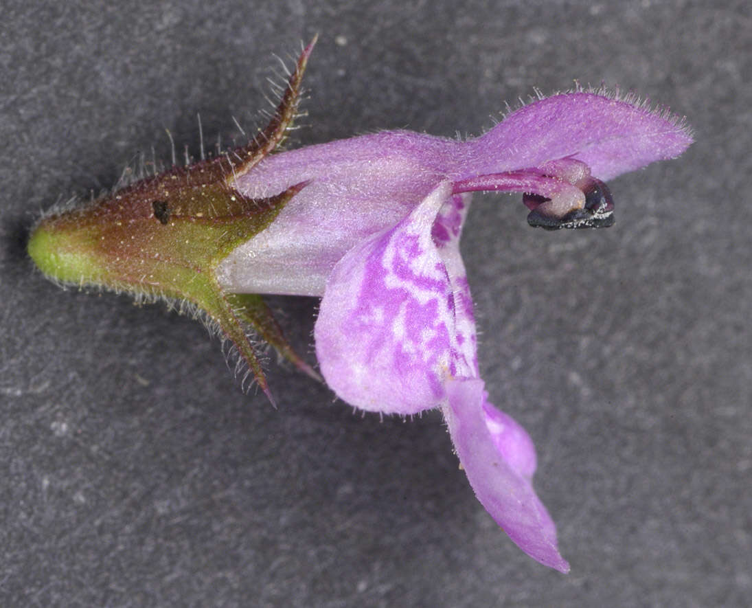 Слика од Stachys palustris L.