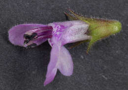 Image of Hedge-nettle