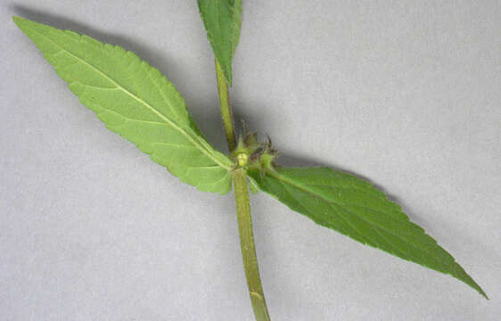 Image of Hedge-nettle