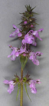 Image of Hedge-nettle